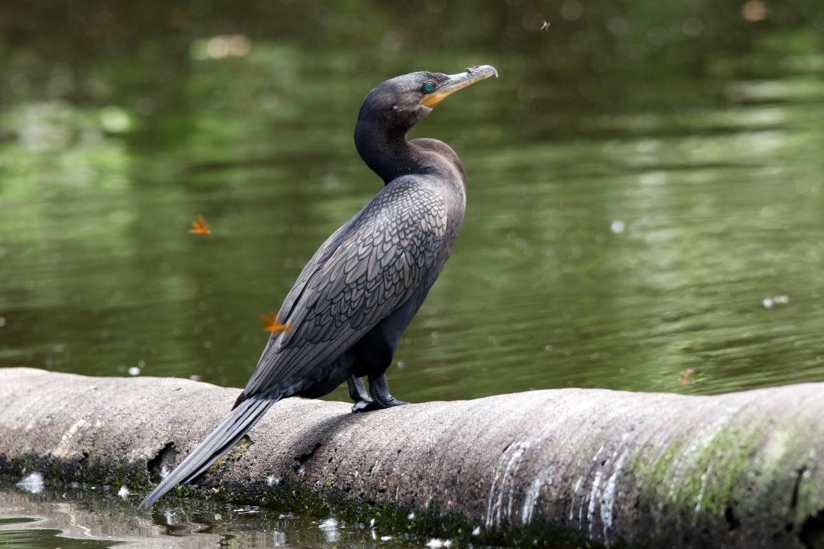 Neotropic cormorant (Phalacrocorax brasilianus)