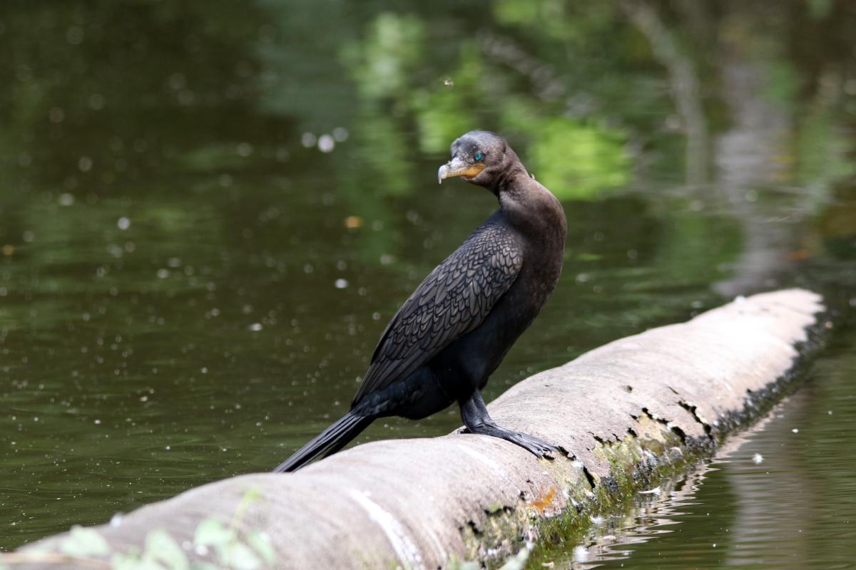 Neotropic cormorant (Phalacrocorax brasilianus)