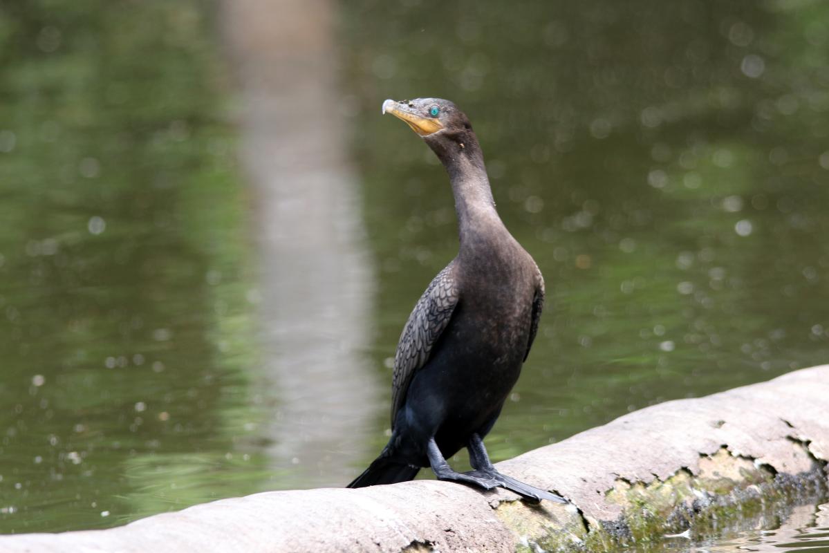 Neotropic cormorant (Phalacrocorax brasilianus)