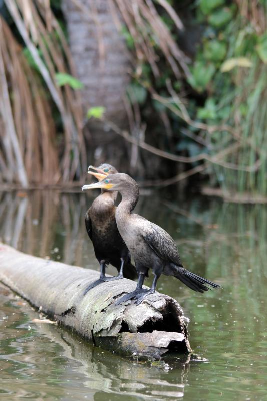 Neotropic cormorant (Phalacrocorax brasilianus)