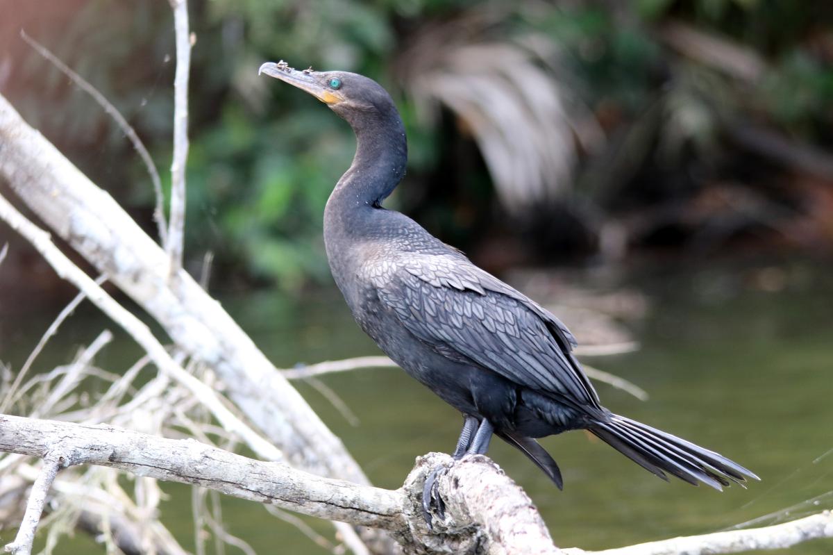 Neotropic cormorant (Phalacrocorax brasilianus)