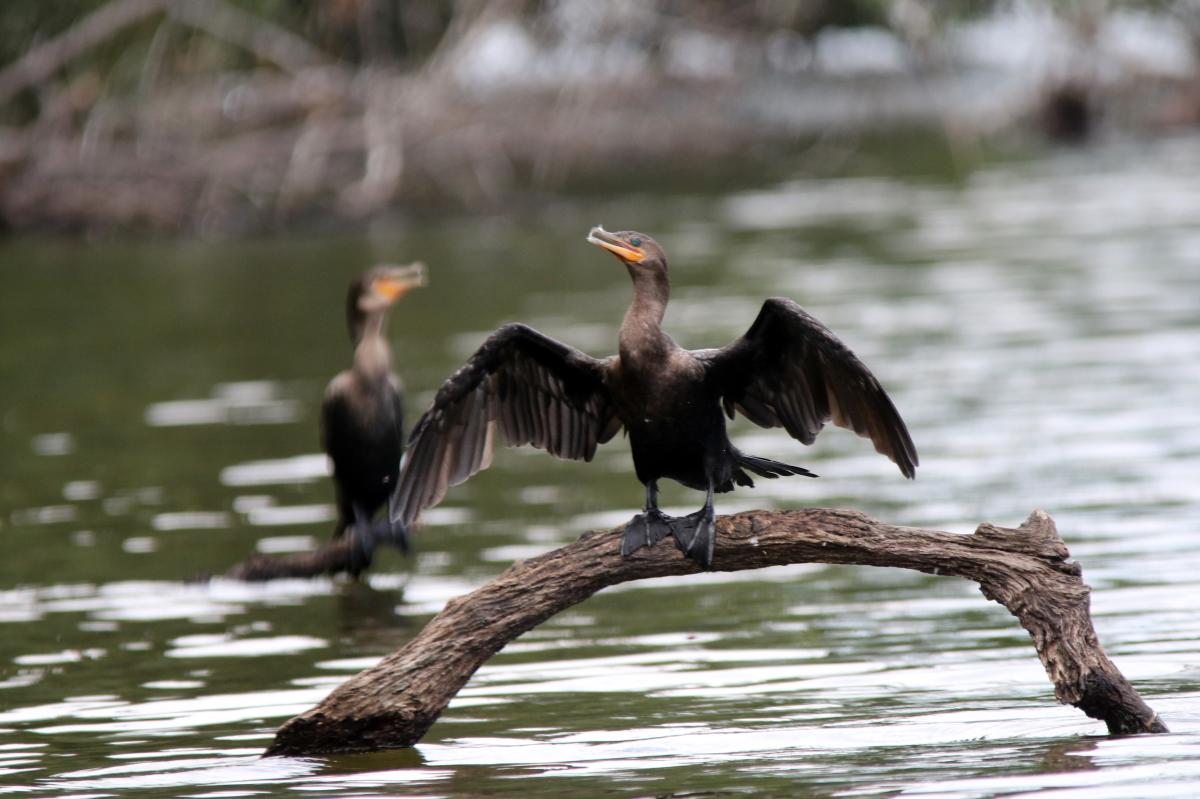 Neotropic cormorant (Phalacrocorax brasilianus)