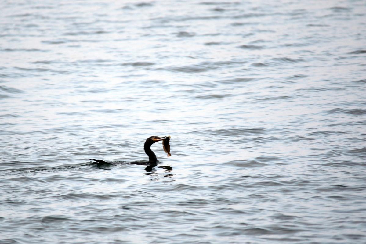 Neotropic cormorant (Phalacrocorax brasilianus)