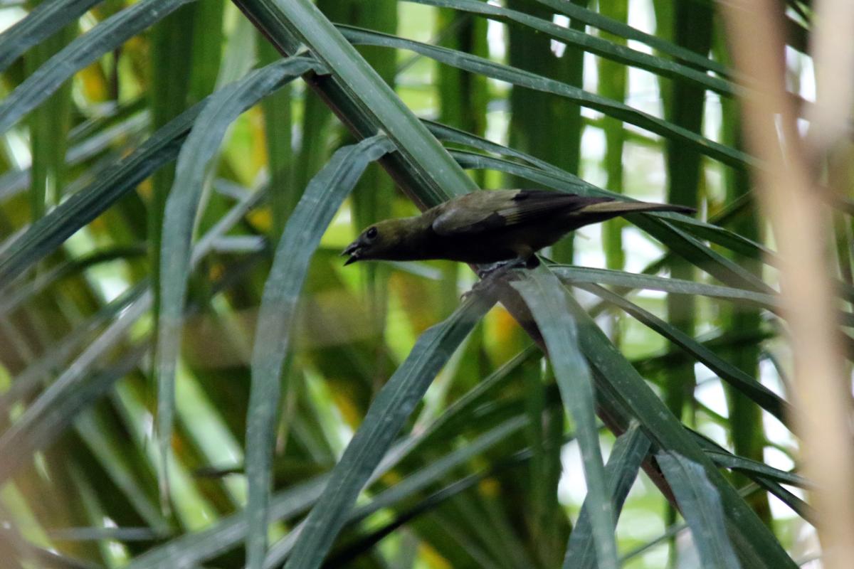Palm tanager (Thraupis palmarum)