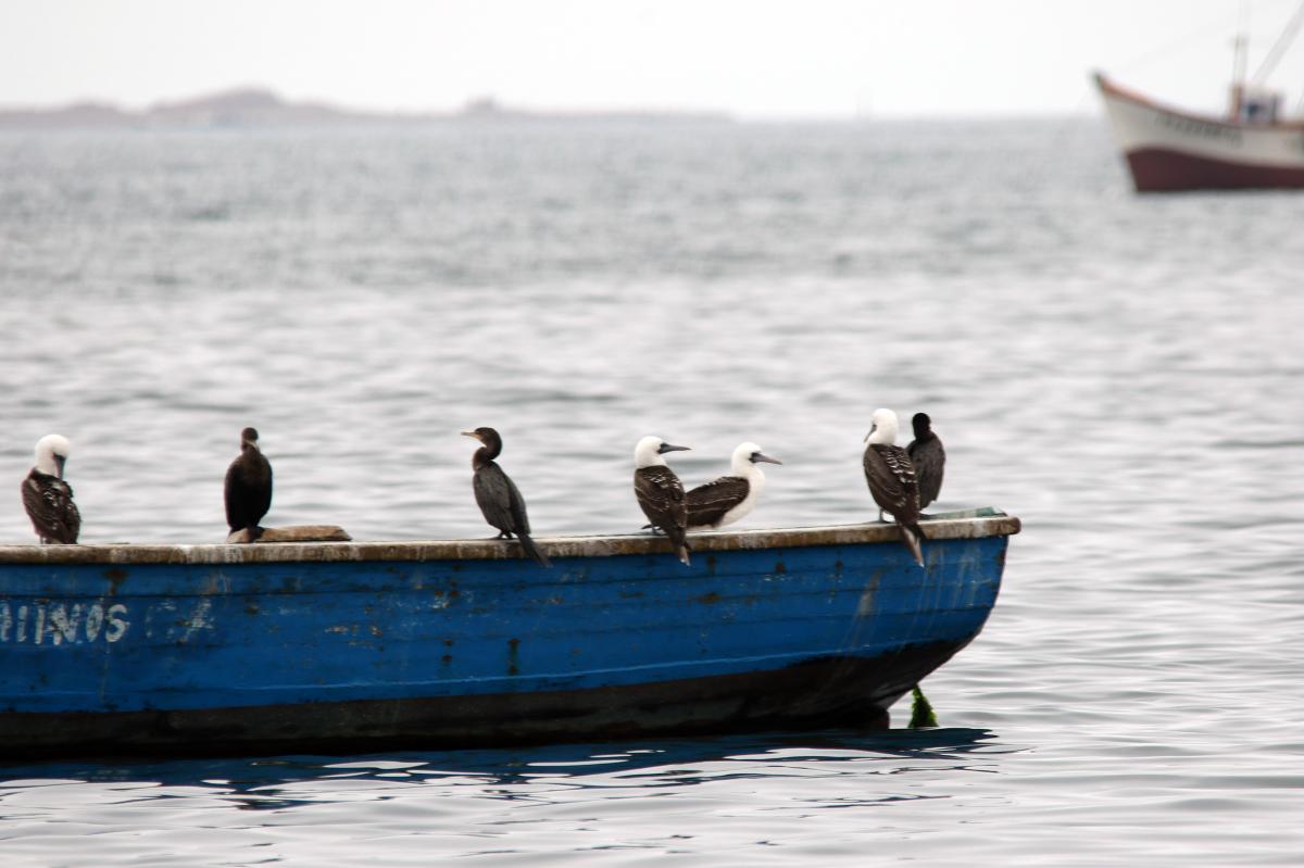 Peruvian booby (Sula variegata)