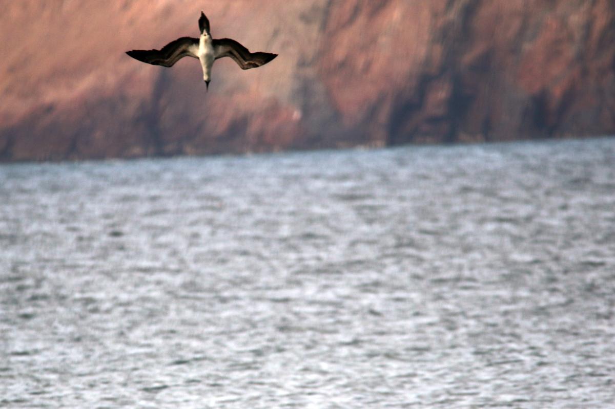 Peruvian booby (Sula variegata)