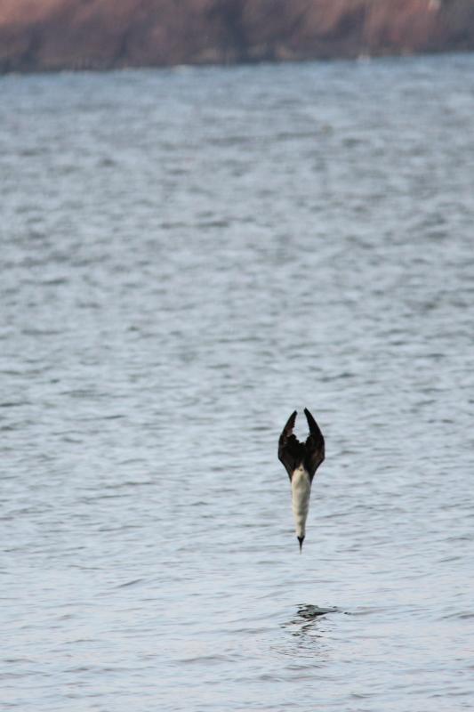 Peruvian booby (Sula variegata)