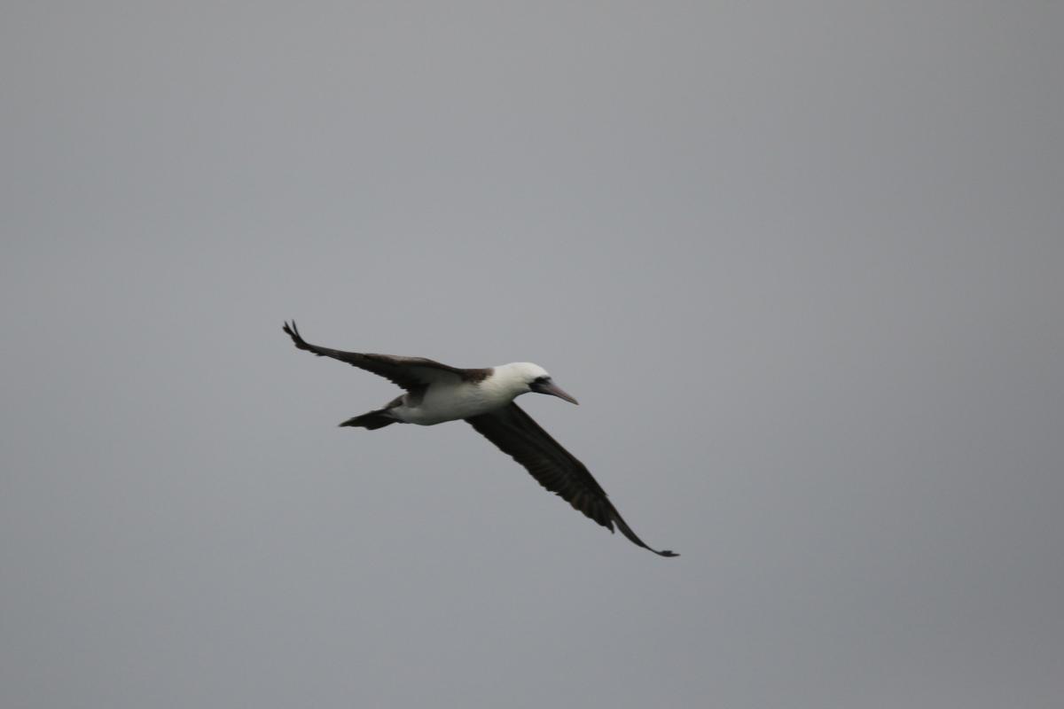 Peruvian booby (Sula variegata)