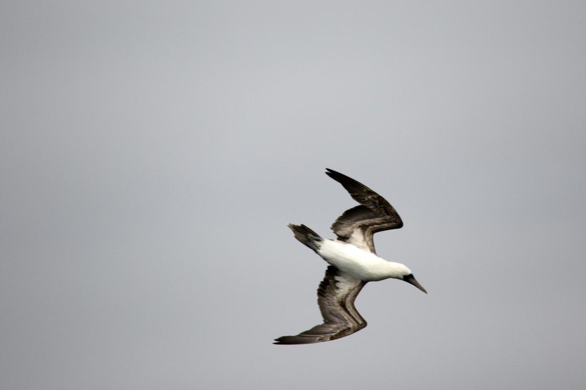 Peruvian booby (Sula variegata)