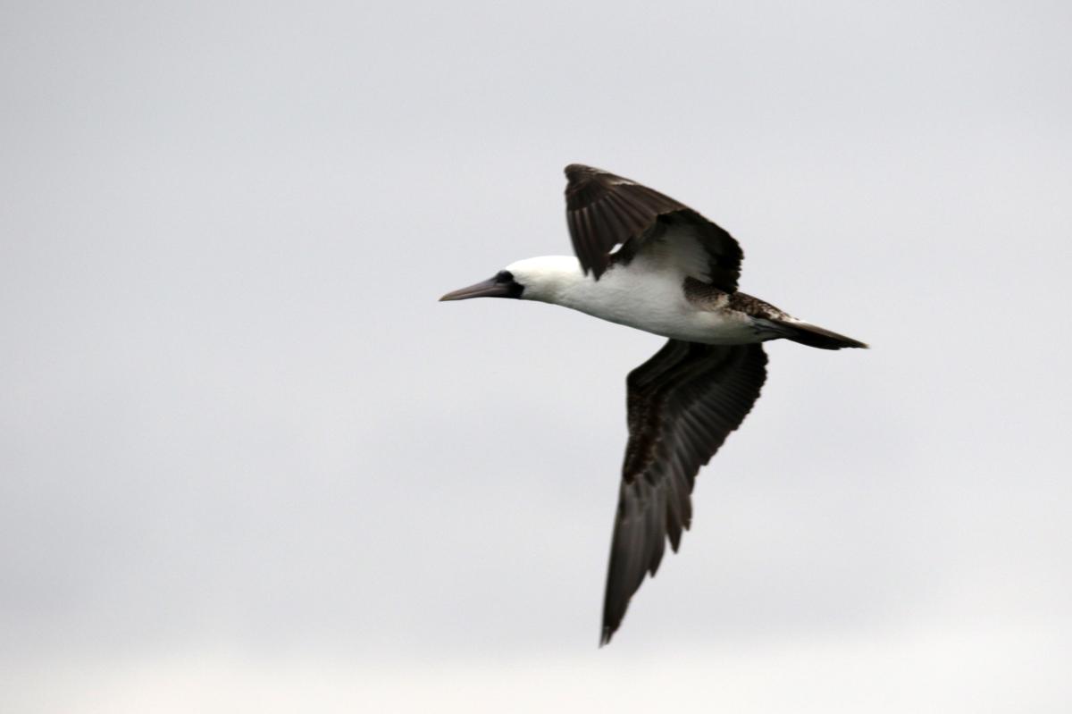 Peruvian booby (Sula variegata)