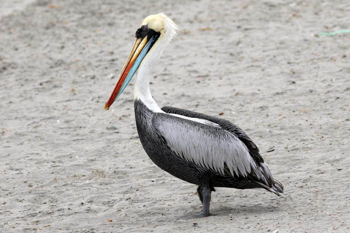 Peruvian pelican (Pelecanus thagus)