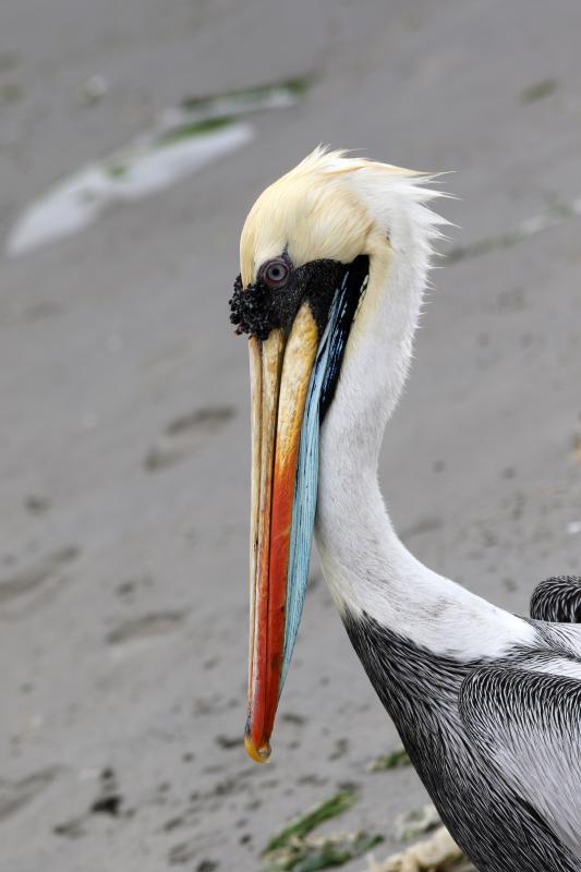 Peruvian pelican (Pelecanus thagus)