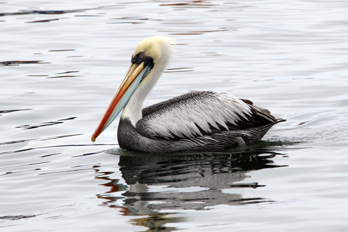 Peruvian pelican (Pelecanus thagus)