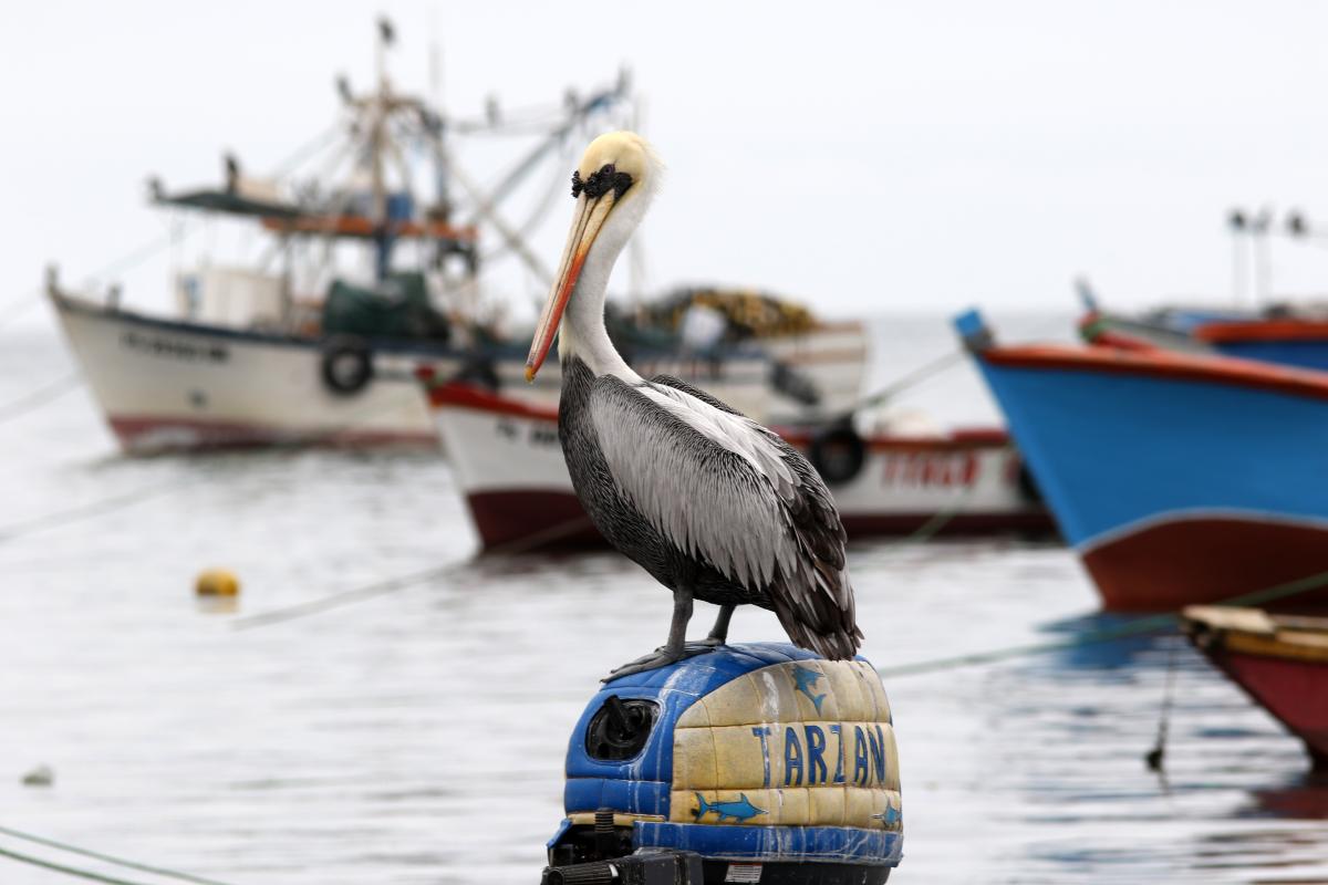 Peruvian pelican (Pelecanus thagus)