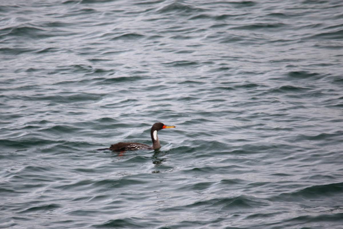 Red-legged cormorant (Phalacrocorax gaimardi)