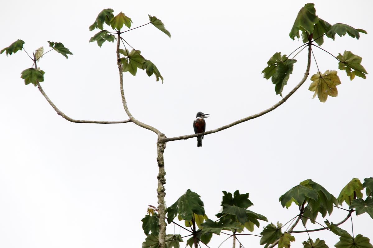 Ringed kingfisher (Megaceryle torquata)