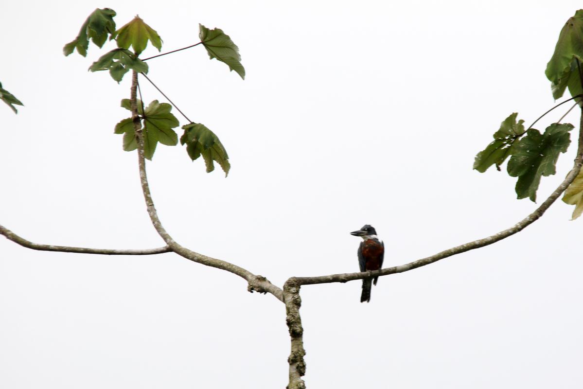 Ringed kingfisher (Megaceryle torquata)