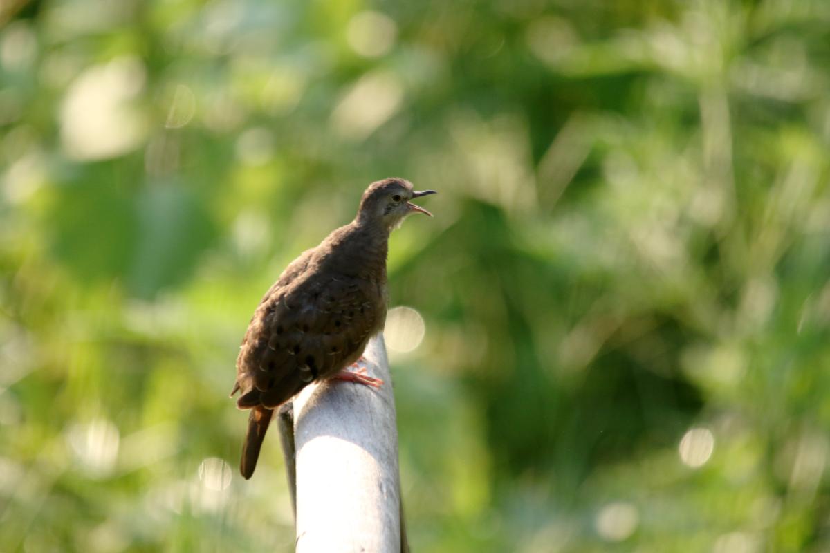 Ruddy ground dove (Columbina talpacoti)