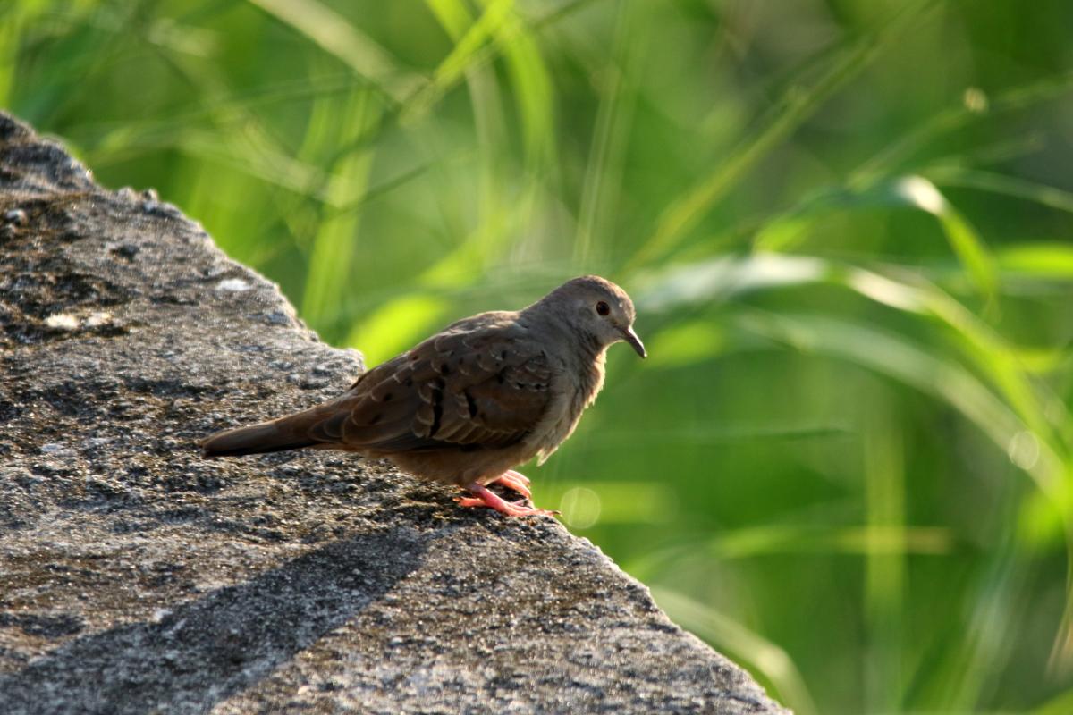 Ruddy ground dove (Columbina talpacoti)