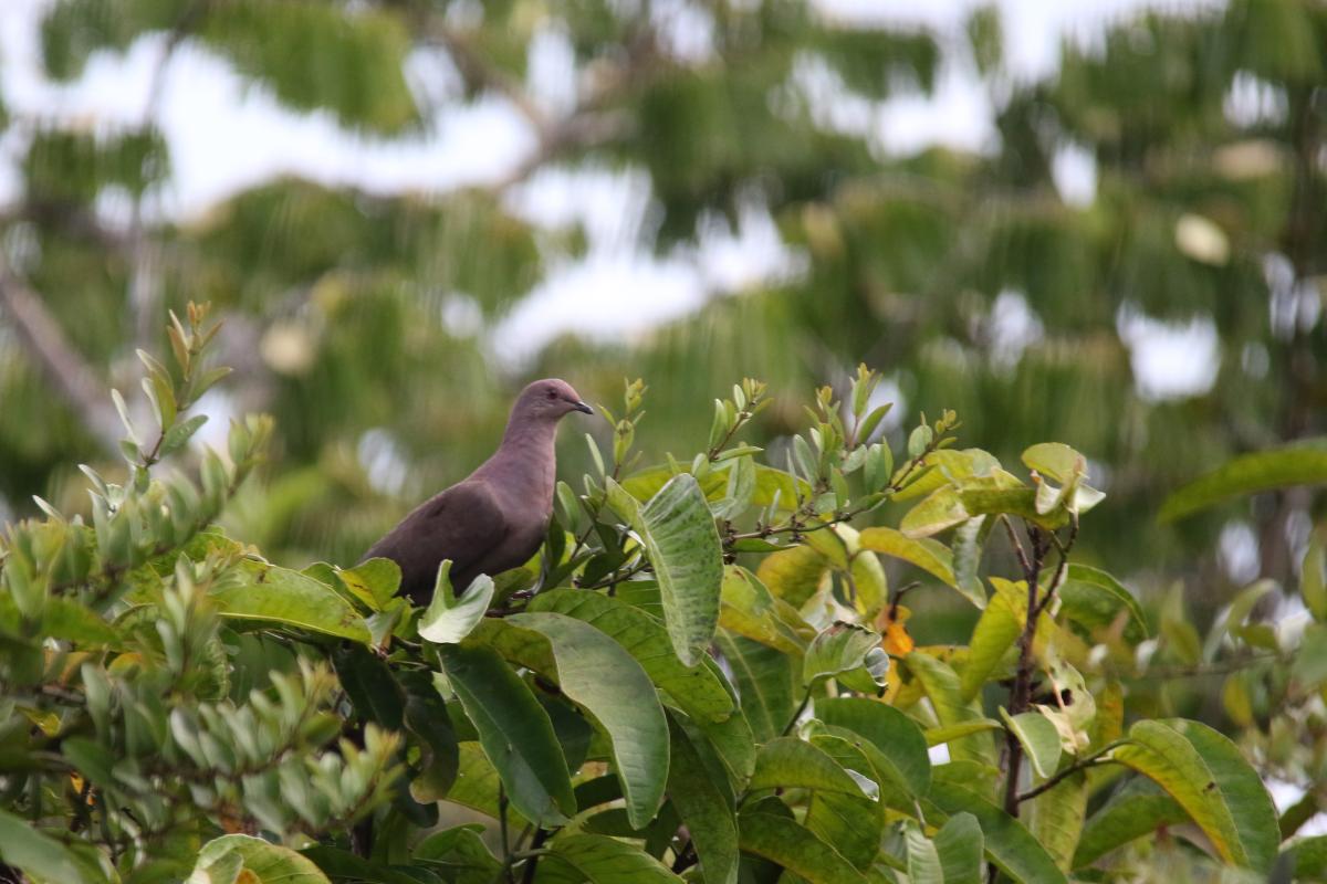 Ruddy pigeon (Patagioenas subvinacea)