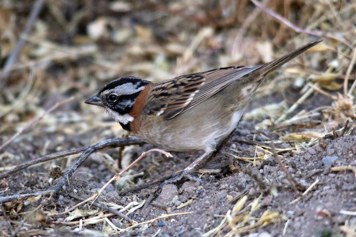 Rufous-collared sparrow (Zonotrichia capensis)