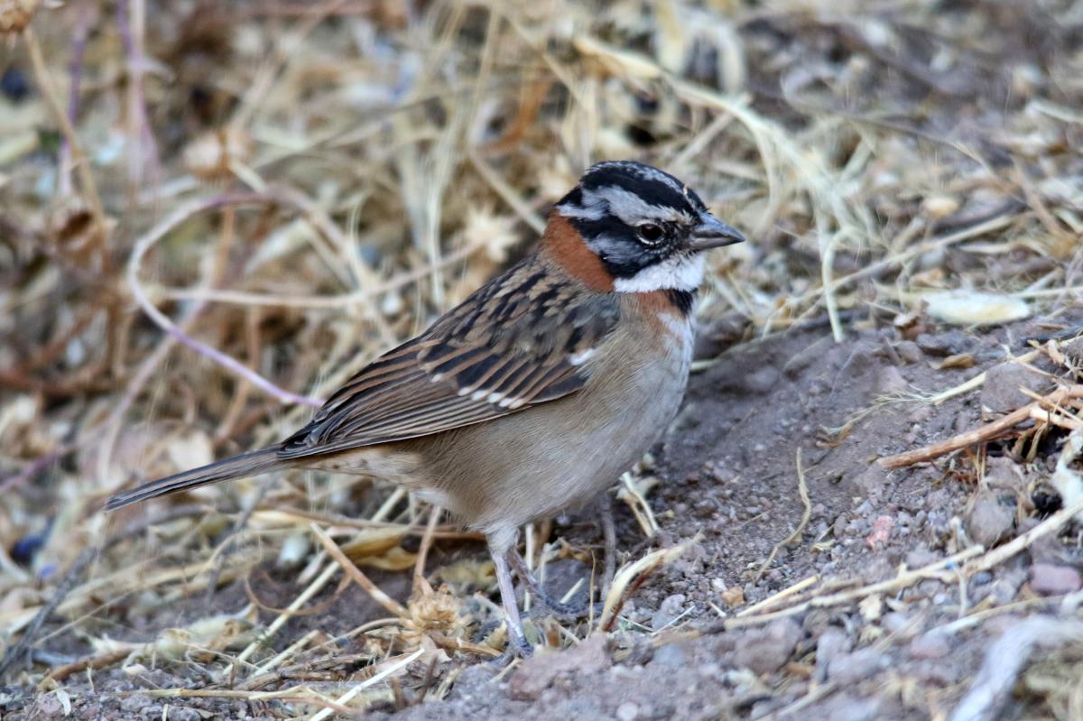 Rufous-collared sparrow (Zonotrichia capensis)