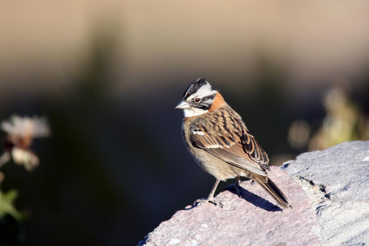 Rufous-collared sparrow (Zonotrichia capensis)