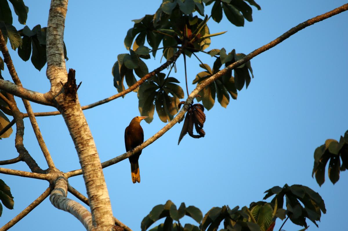 Russet-backed oropendola (Psarocolius angustifrons)