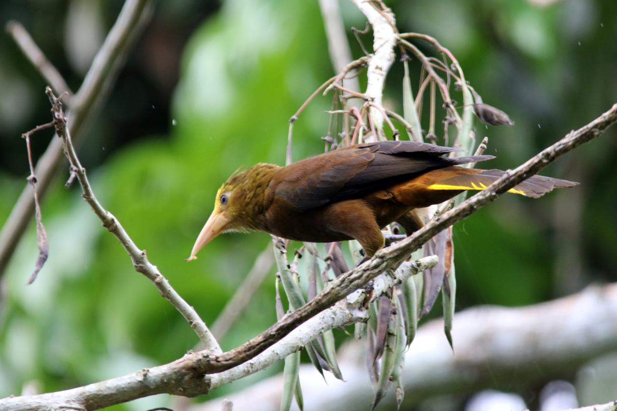 Russet-backed oropendola (Psarocolius angustifrons)