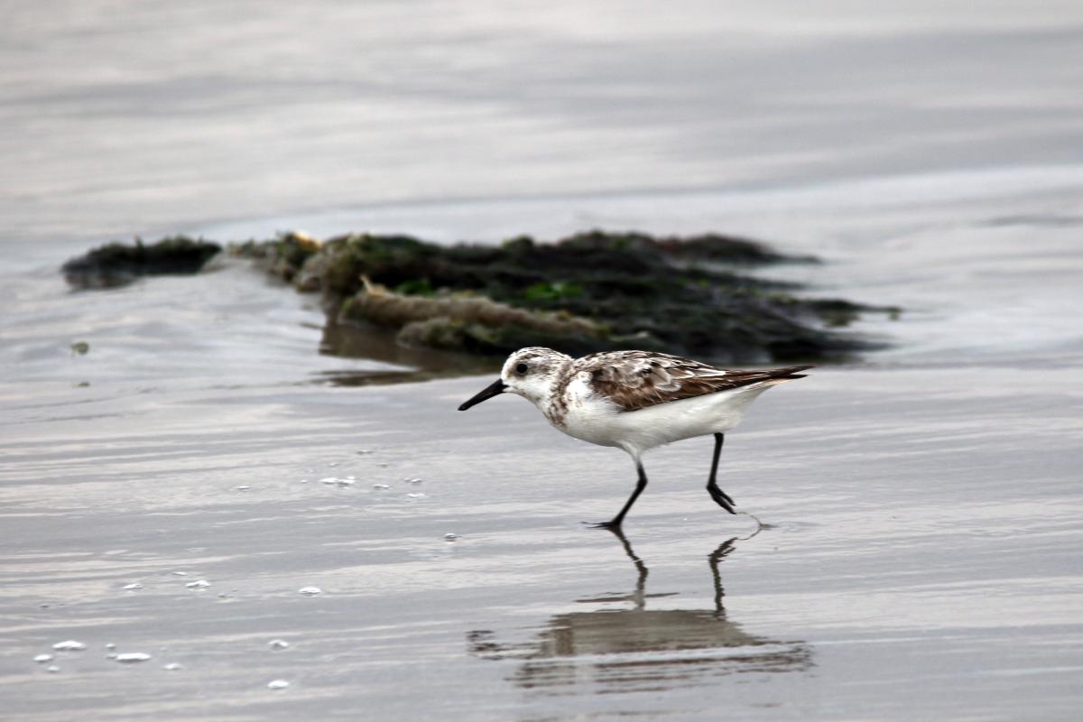 Sanderling (Calidris alba)