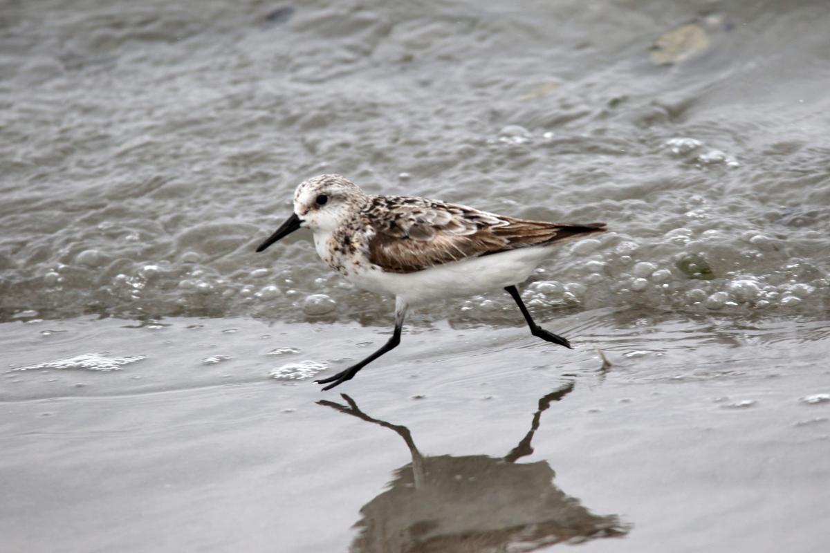 Sanderling (Calidris alba)