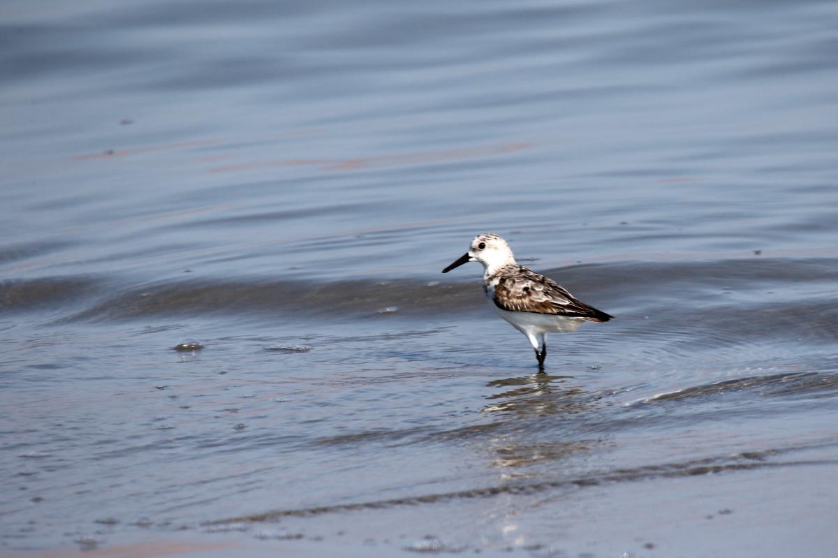 Sanderling (Calidris alba)