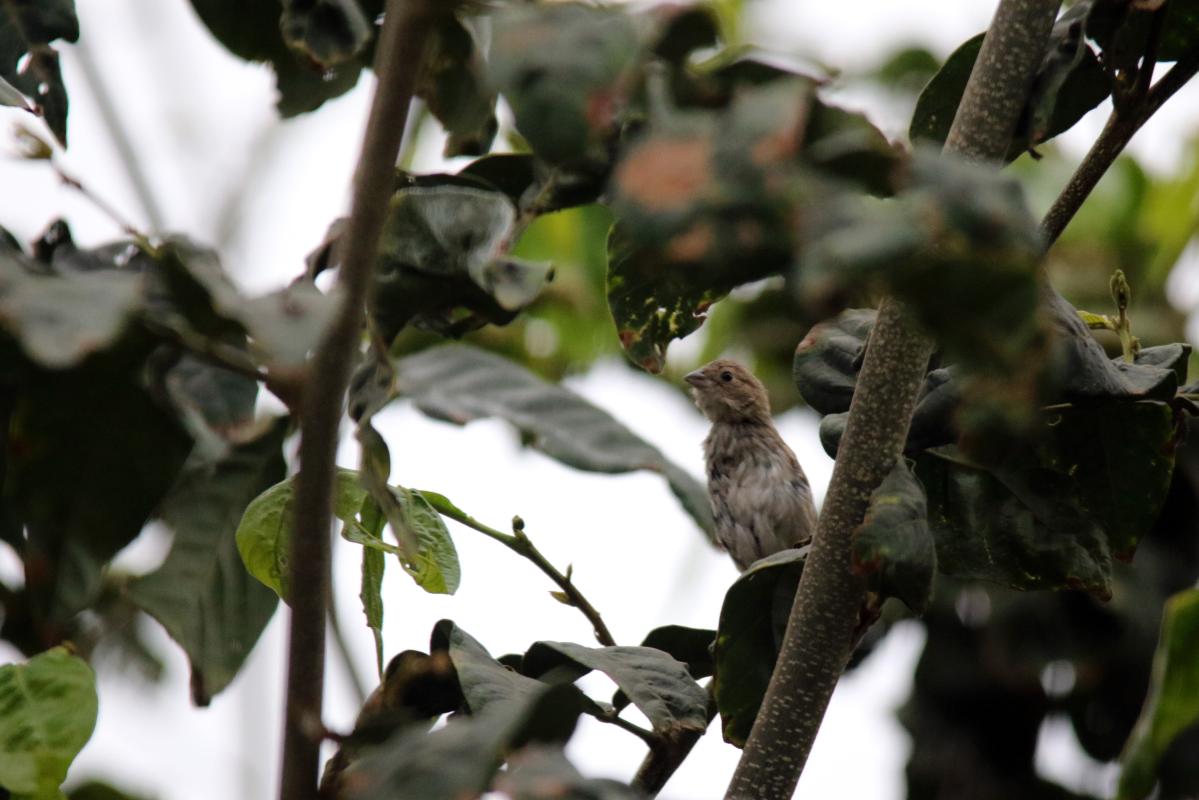 Shiny cowbird (Molothrus bonariensis)