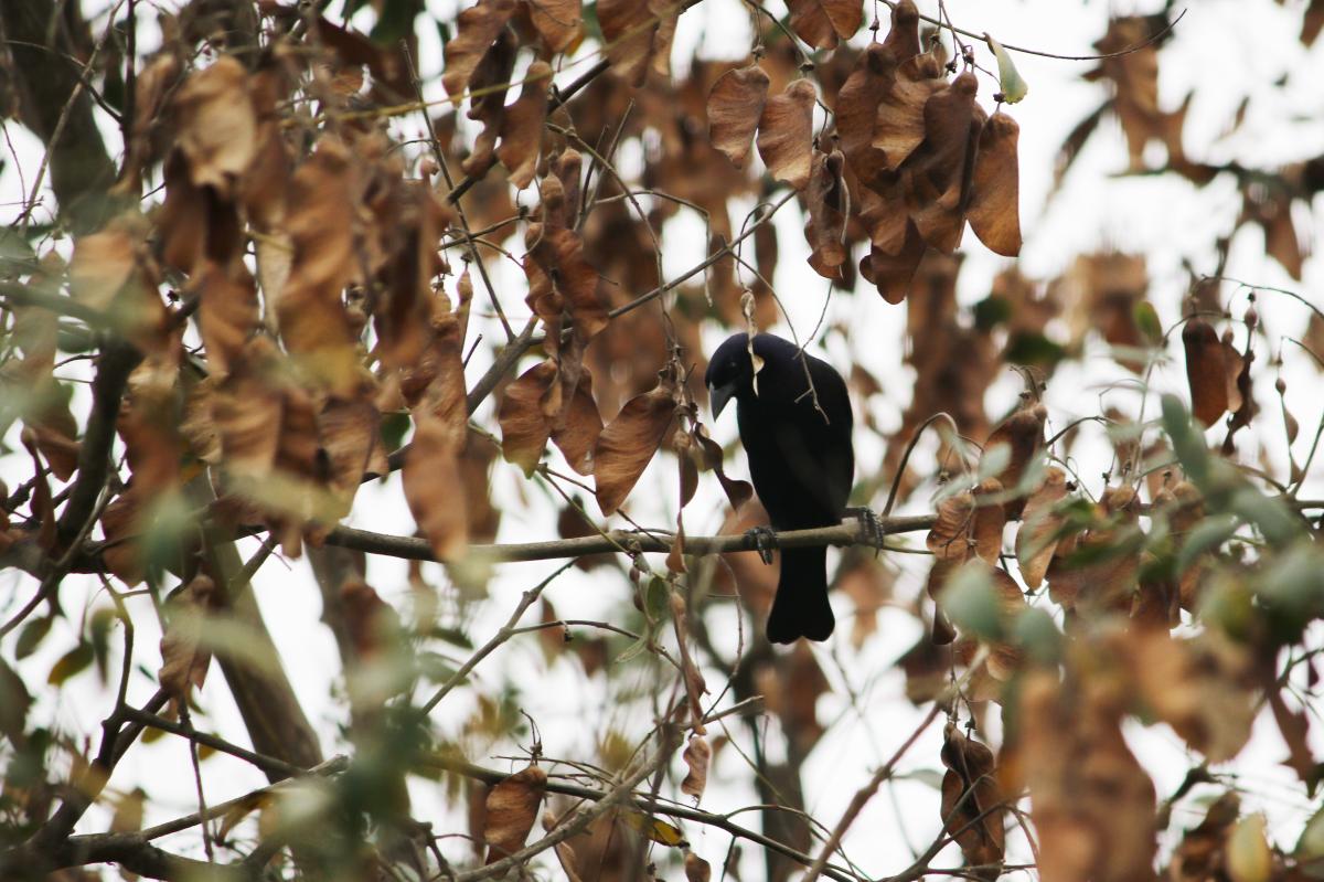 Shiny cowbird (Molothrus bonariensis)