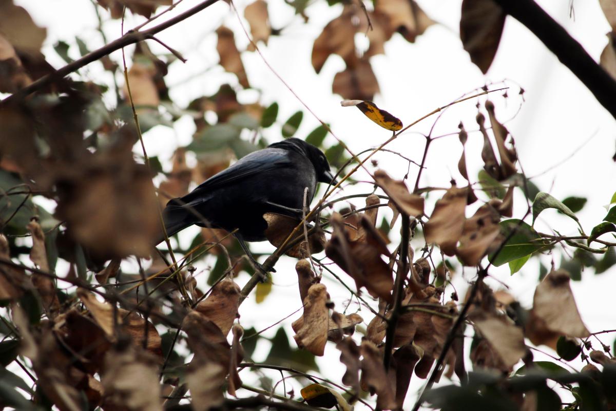 Shiny cowbird (Molothrus bonariensis)