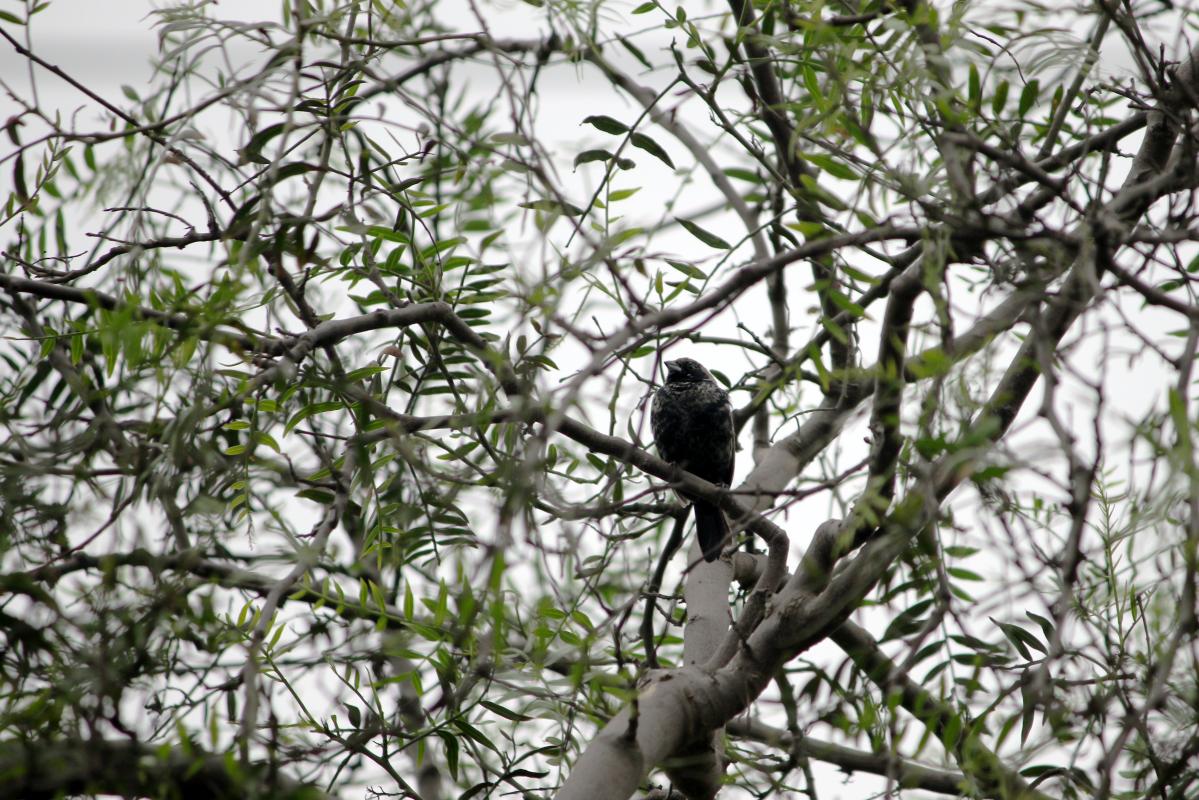 Shiny cowbird (Molothrus bonariensis)