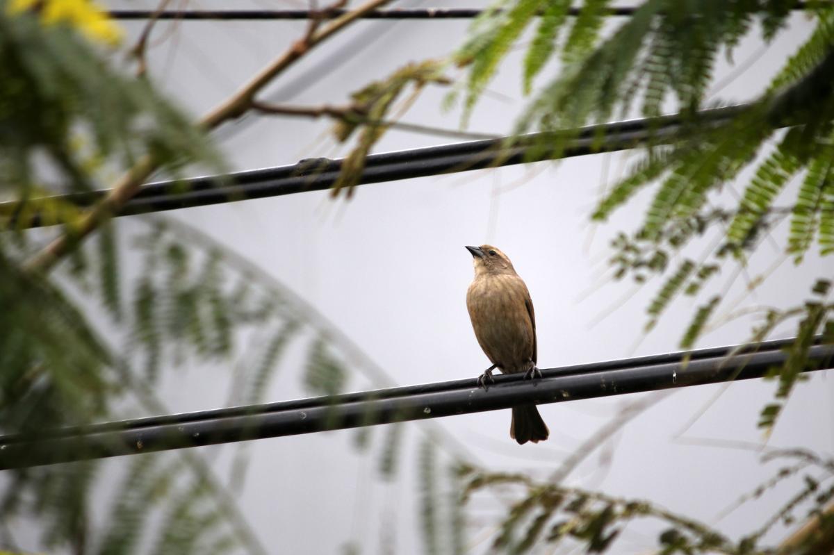 Shiny cowbird (Molothrus bonariensis)