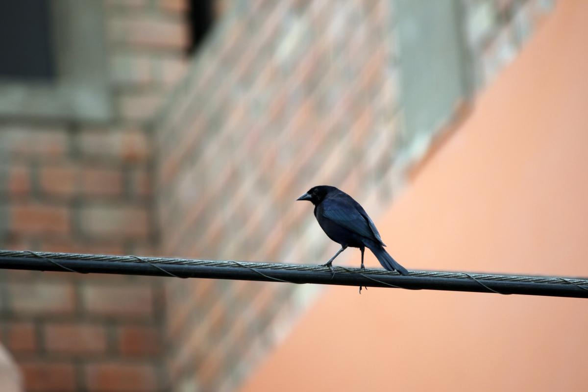 Shiny cowbird (Molothrus bonariensis)