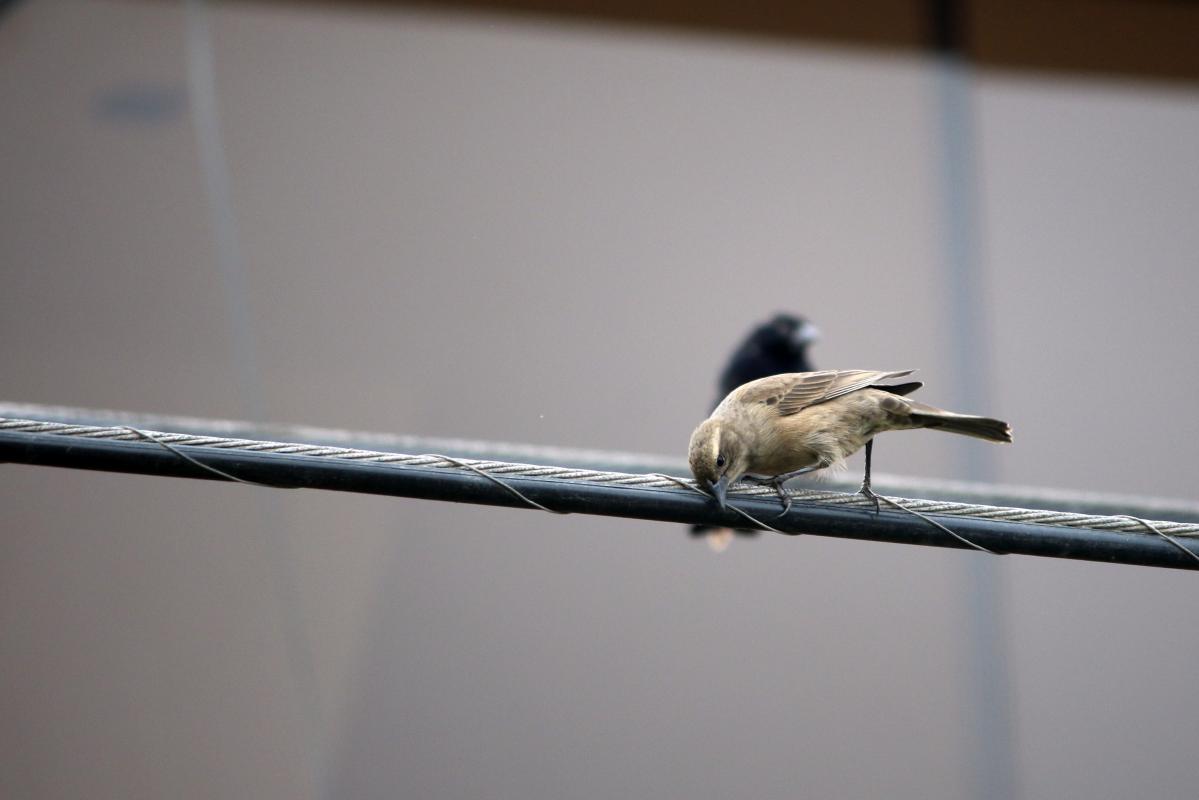 Shiny cowbird (Molothrus bonariensis)