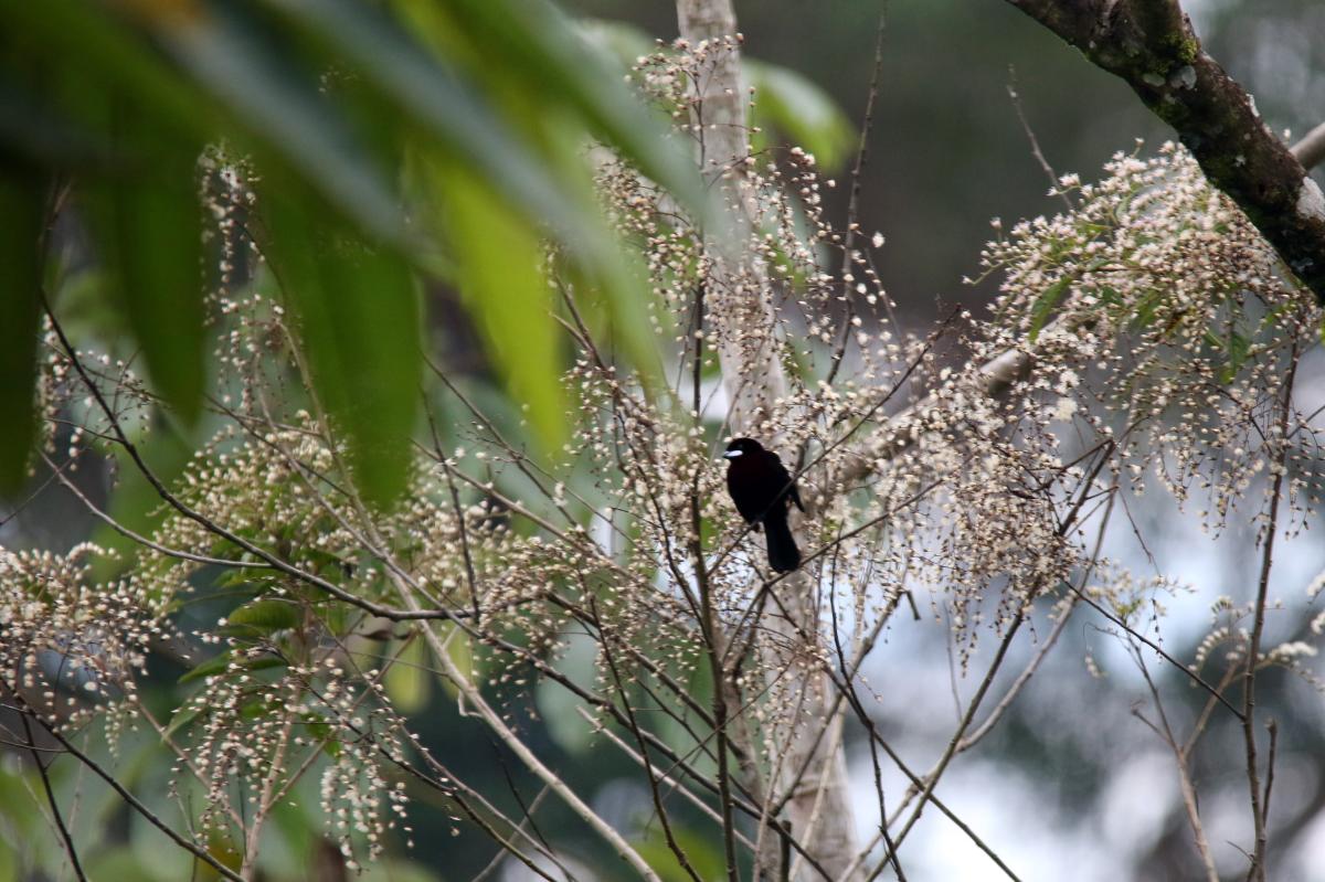 Silver-beaked tanager (Ramphocelus carbo)