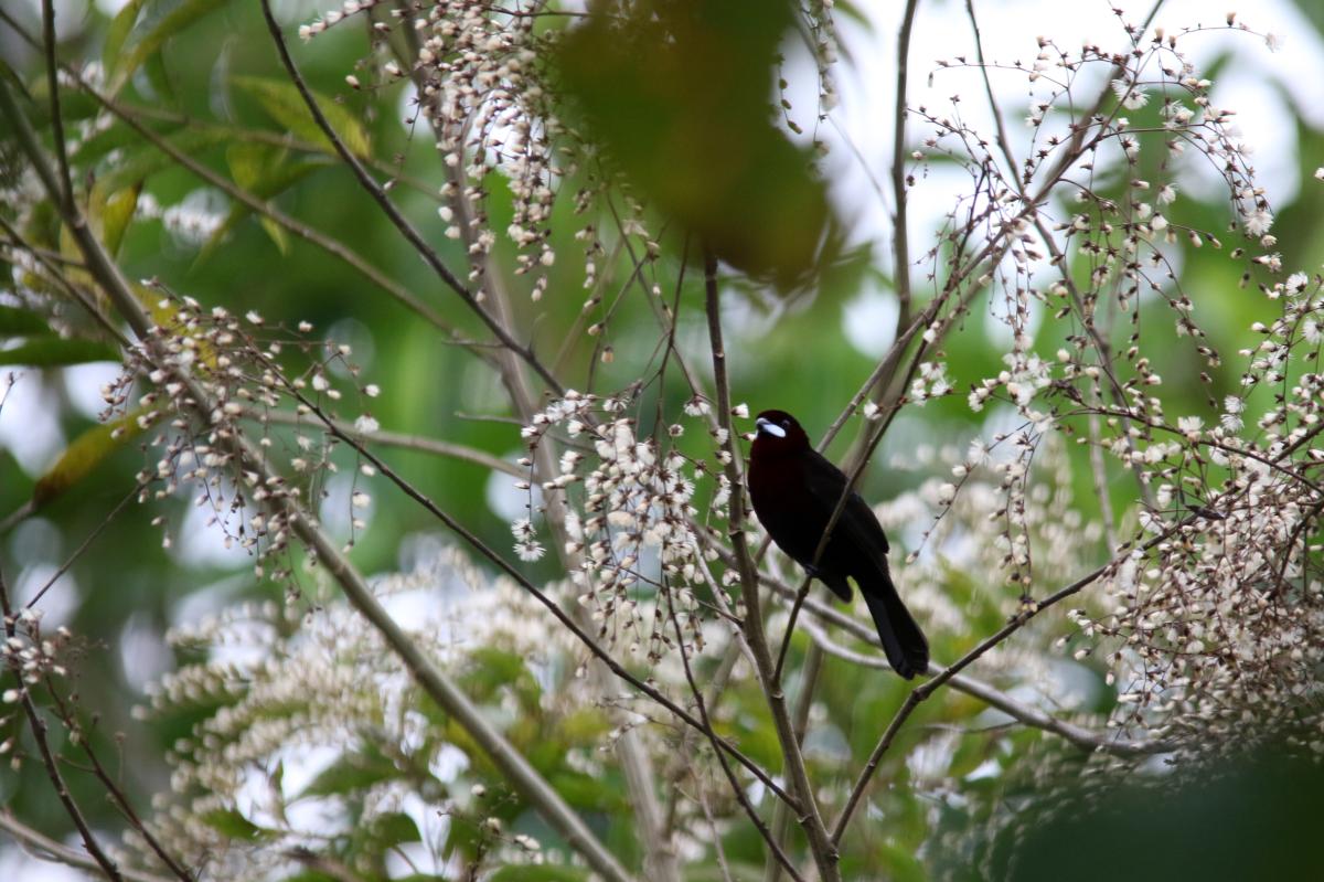 Silver-beaked tanager (Ramphocelus carbo)