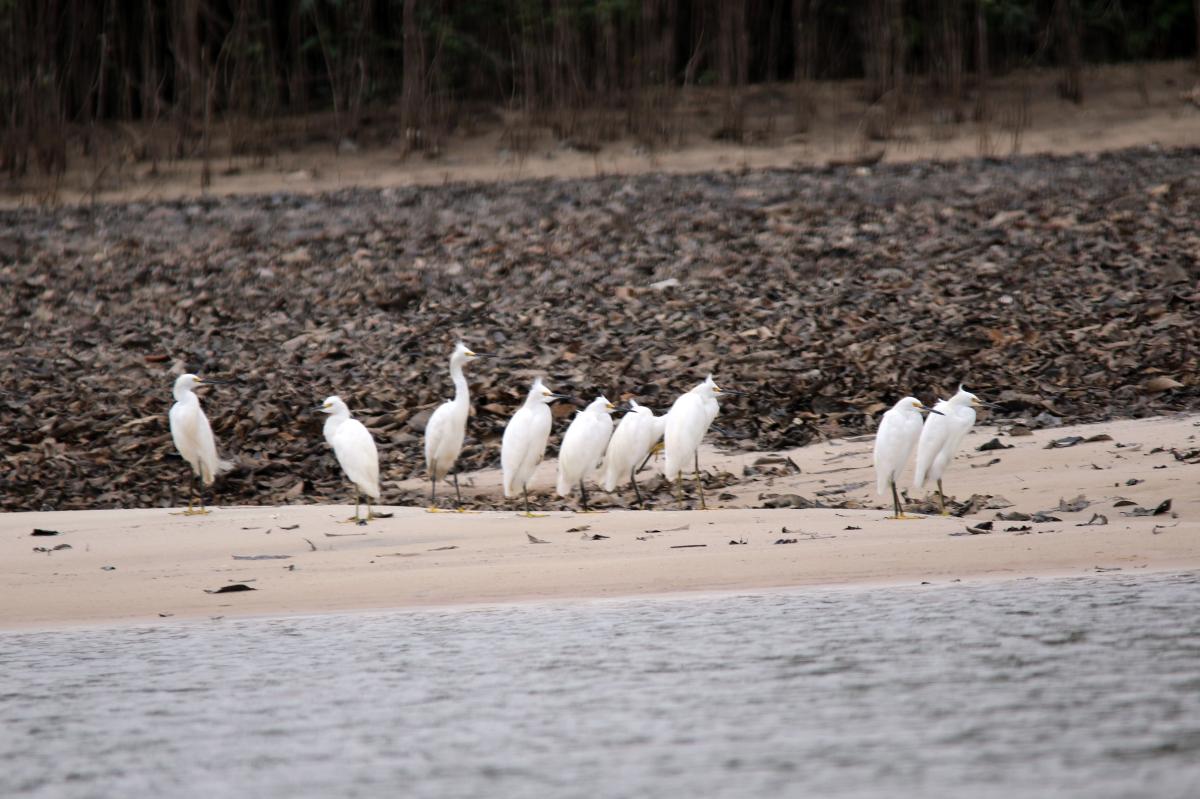 Snowy egret (Egretta thula)