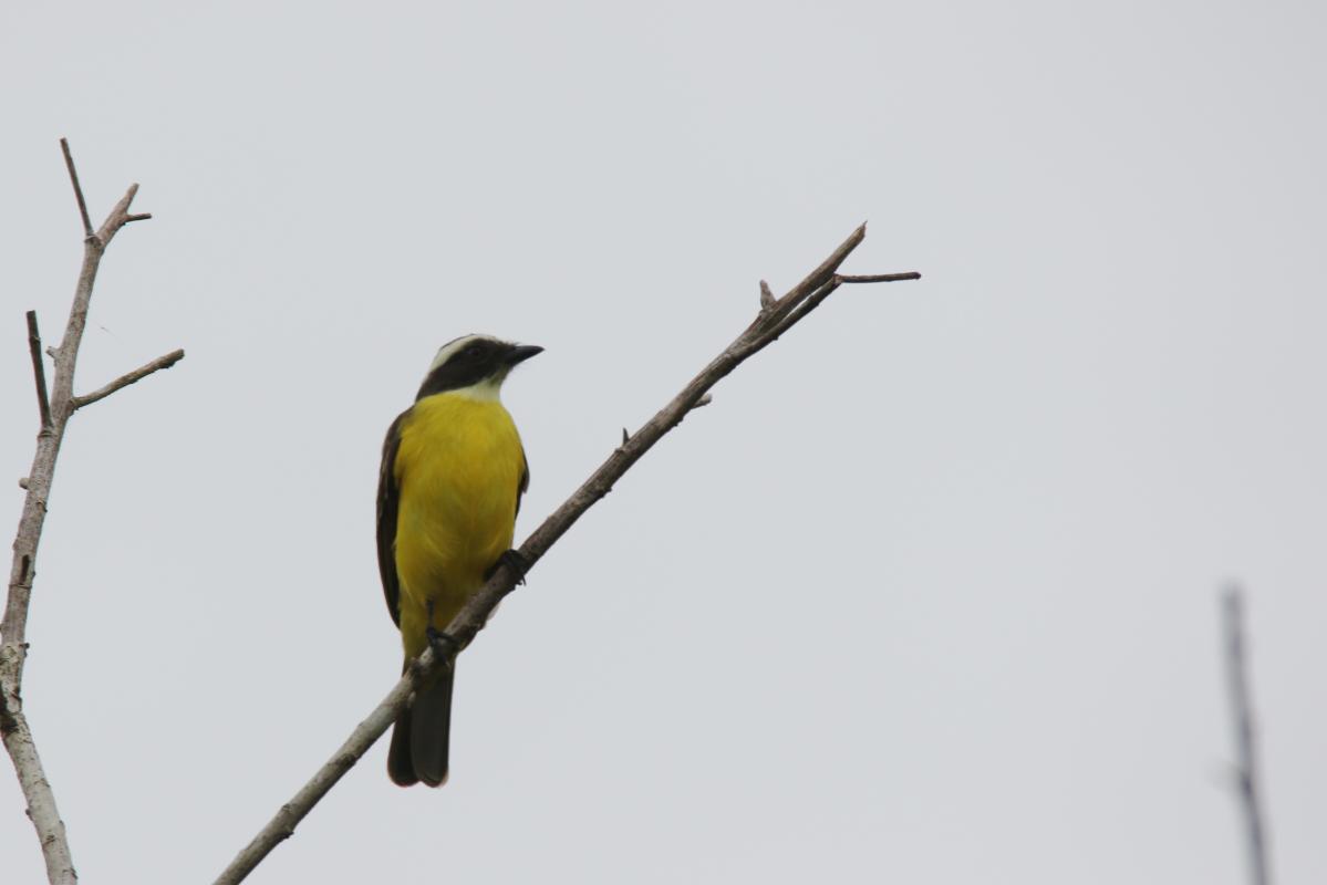 Social flycatcher (Myiozetetes similis)