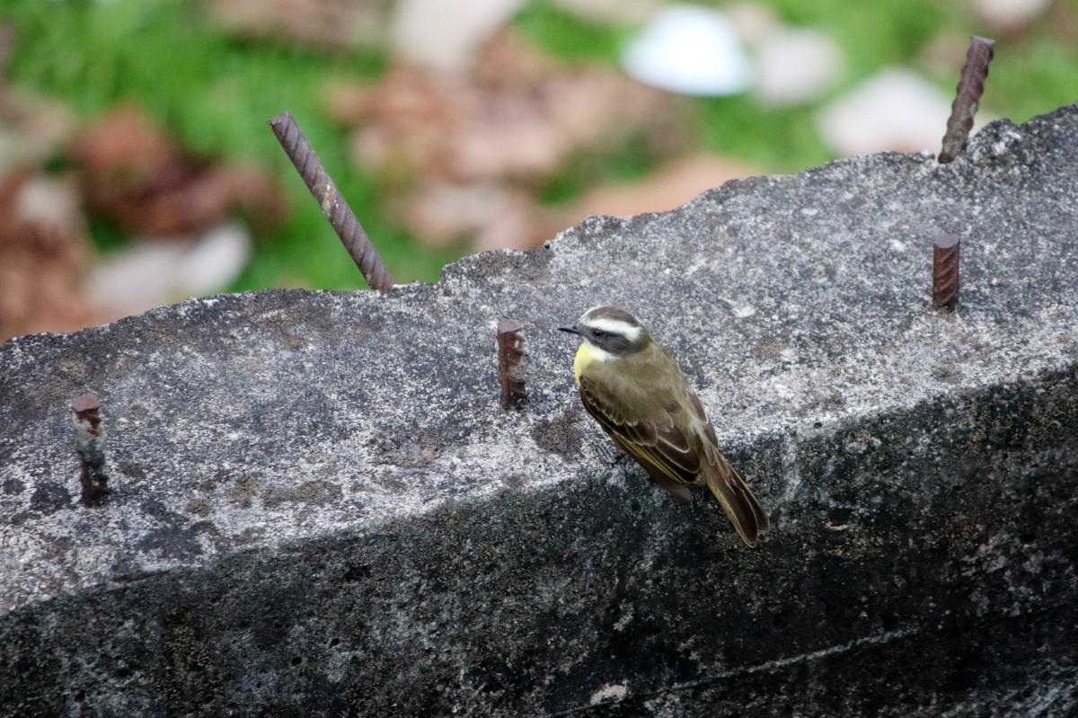 Social flycatcher (Myiozetetes similis)