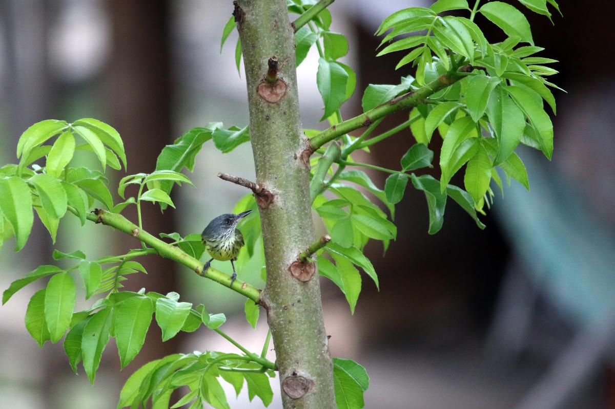 Spotted tody-flycatcher (Todirostrum maculatum)