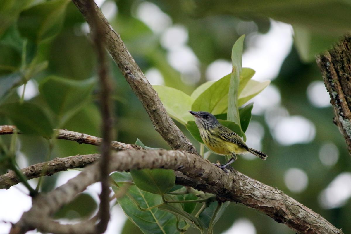 Spotted tody-flycatcher (Todirostrum maculatum)