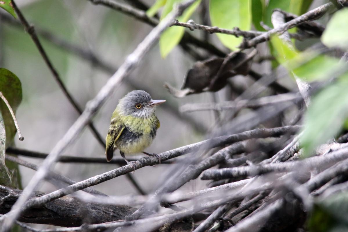 Spotted tody-flycatcher (Todirostrum maculatum)