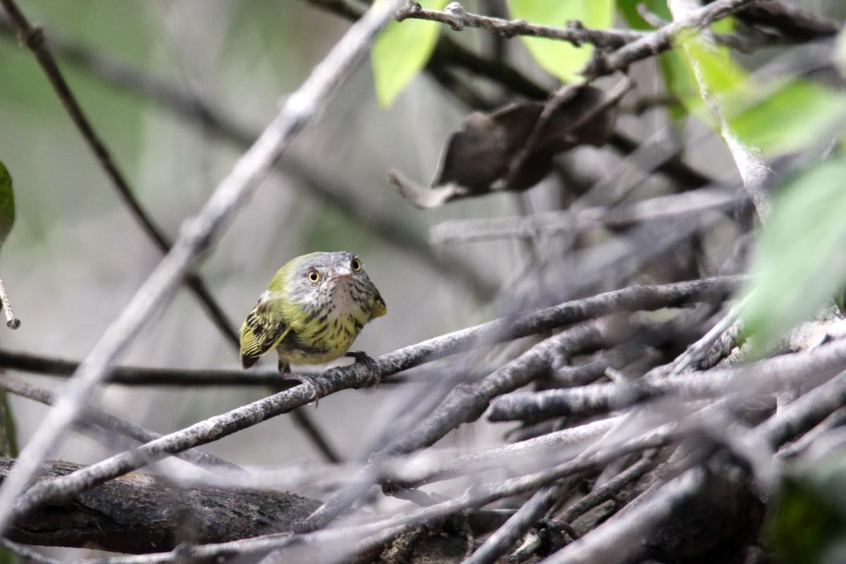Spotted tody-flycatcher (Todirostrum maculatum)
