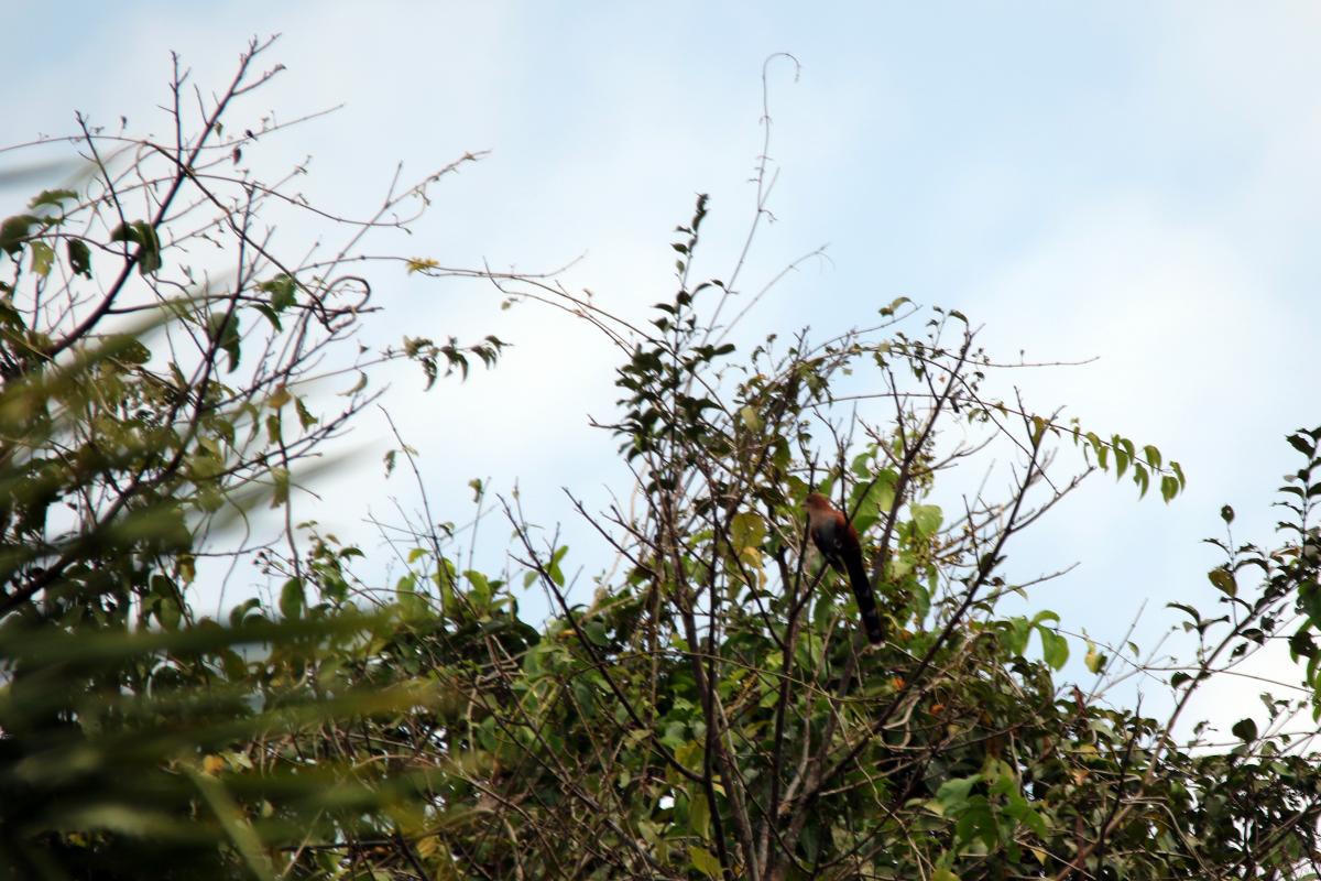 Squirrel cuckoo (Piaya cayana)