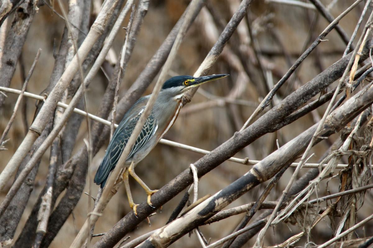 Striated heron (Butorides striata)